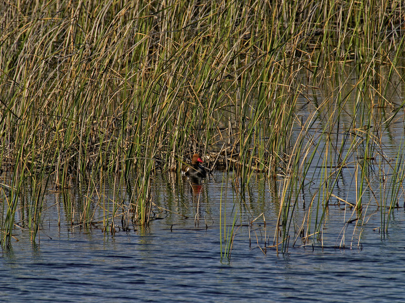 Duck, Donana